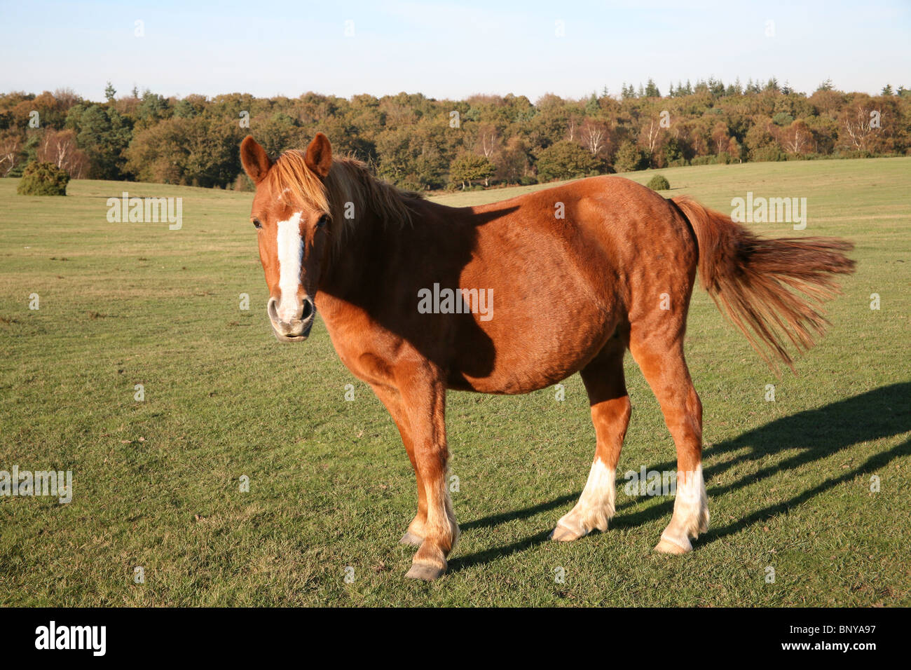 Wild New Forest Pony  grazing on the moorland in the New Forest, Hampshire, UK Stock Photo