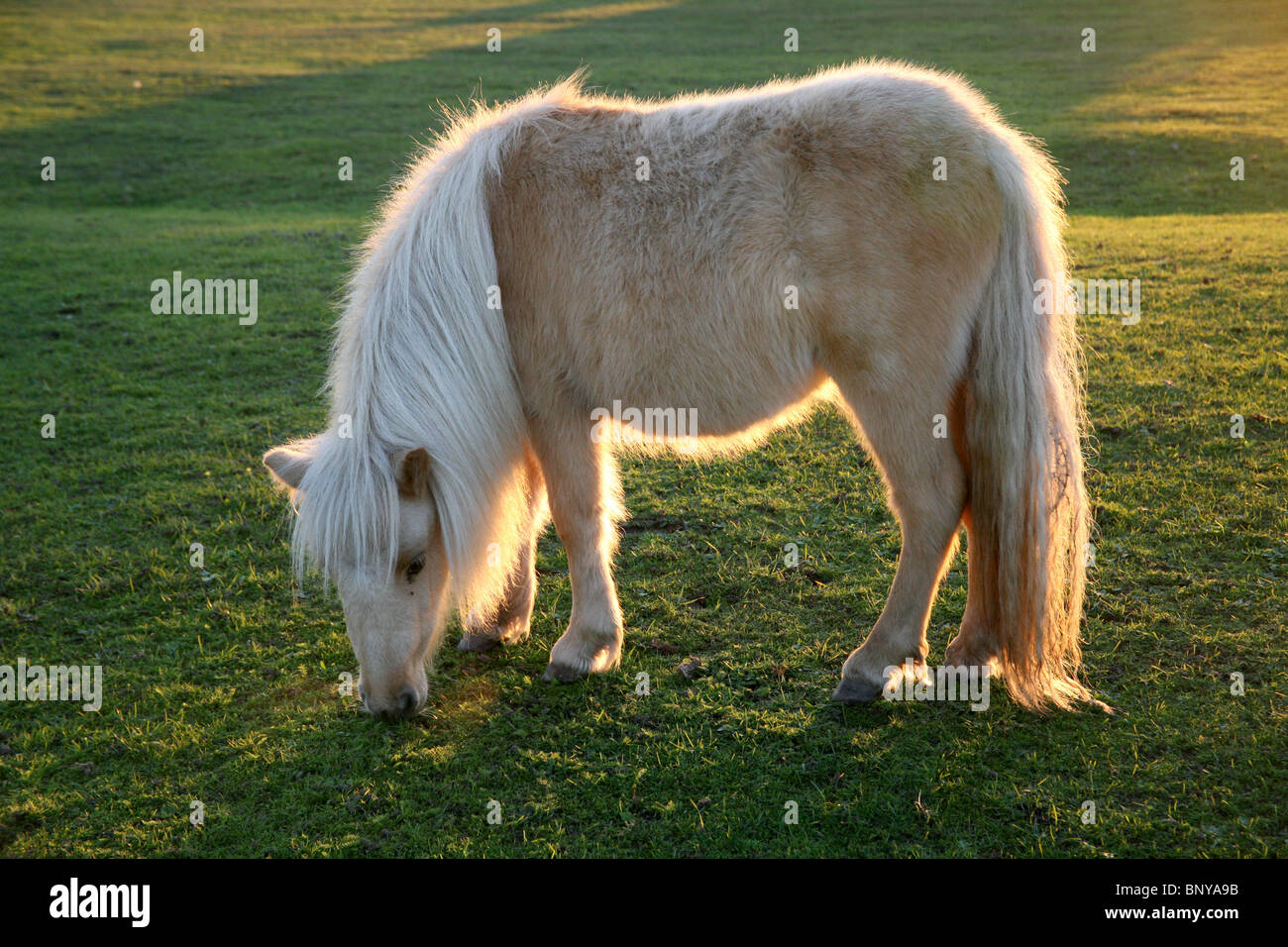 White and Brown Shetland Pony in the New Forest, Hampshire, UK Stock Photo