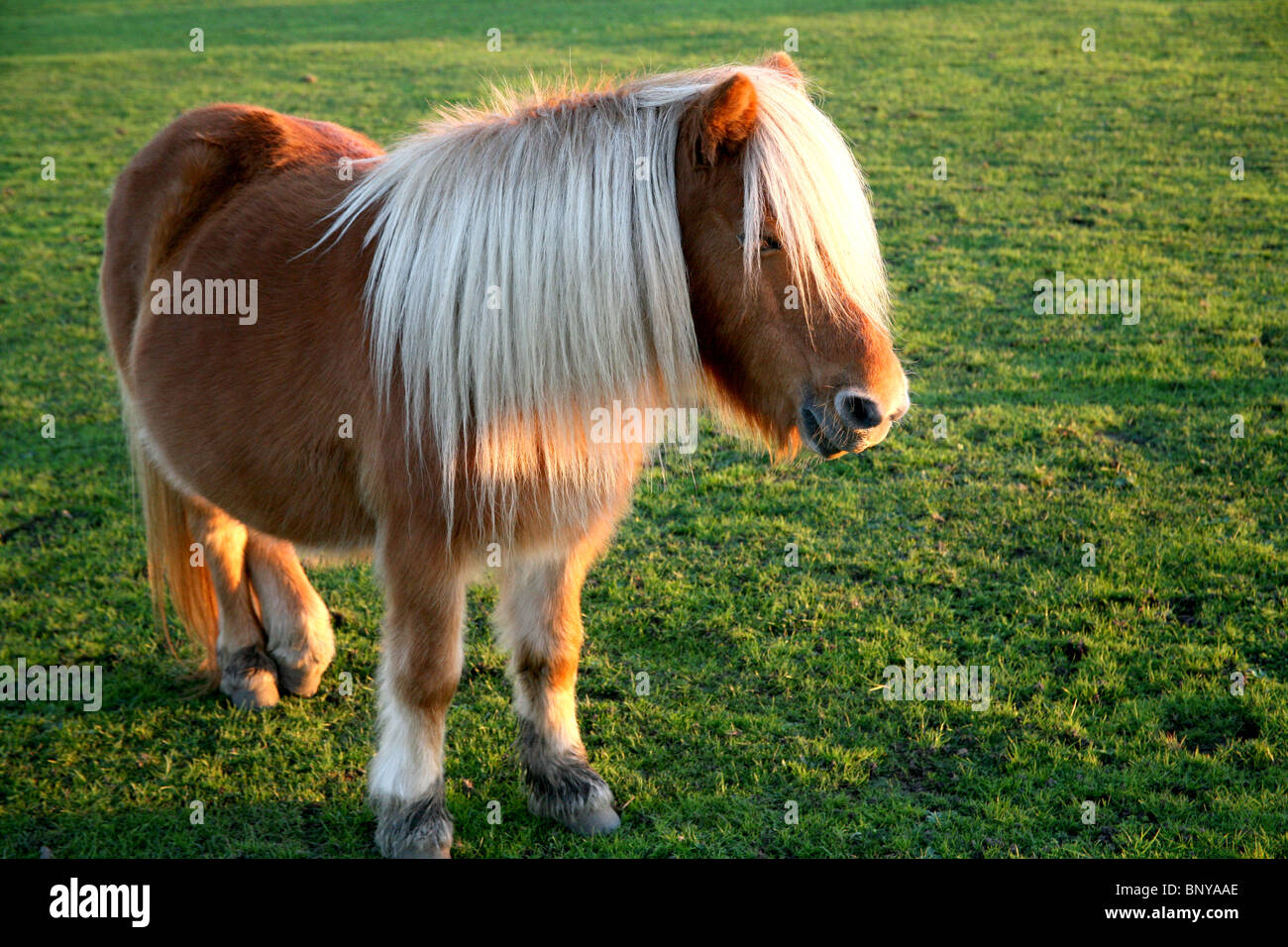 Brown Shetland Pony in the New Forest, Hampshire, UK Stock Photo