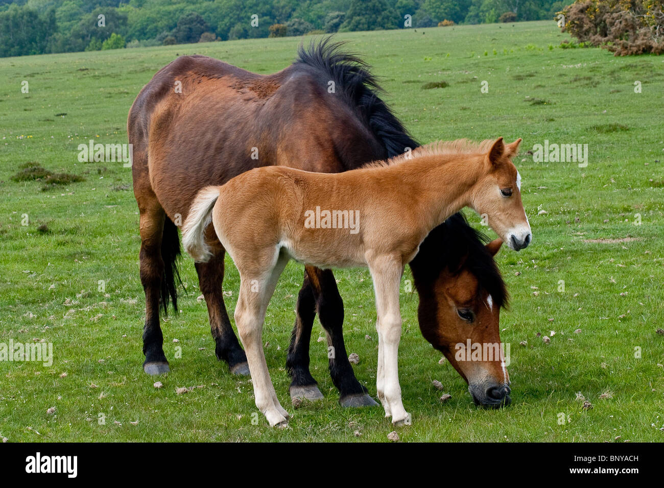 Wild New Forest Pony and Foal grazing on the moorland in the New Forest, Hampshire, UK Stock Photo