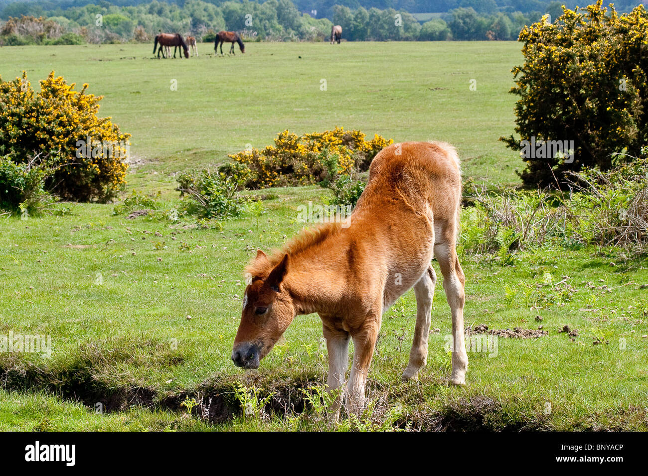 Wild New Forest Pony  on the moorland in the New Forest, Hampshire, UK Stock Photo