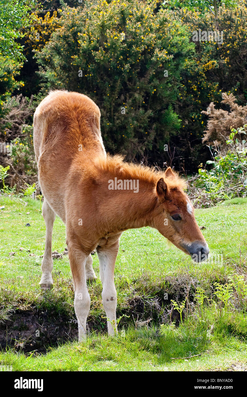 Brown Wild New Forest Pony grazing on the moorland in the New Forest, Hampshire, UK Stock Photo