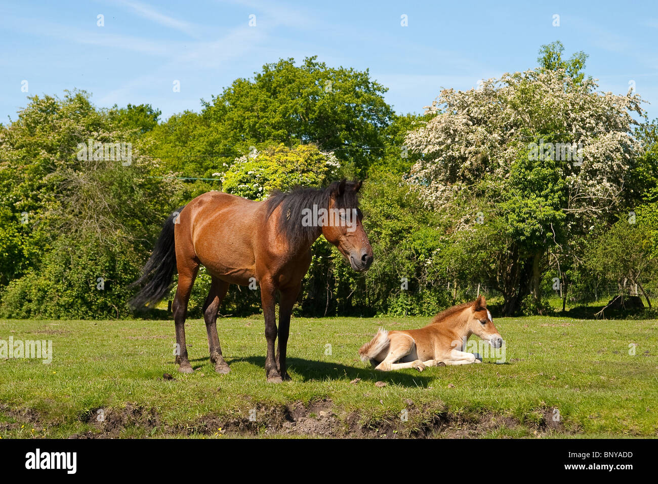 Wild Brown New Forest Pony and Foal grazing on the moorland in the New Forest, Hampshire, UK Stock Photo