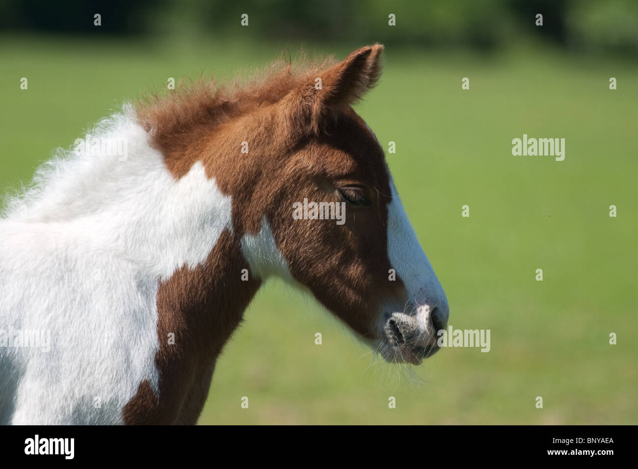 Brown and White, Wild New Forest Pony grazing on the moorland in the New Forest, Hampshire, UK Stock Photo