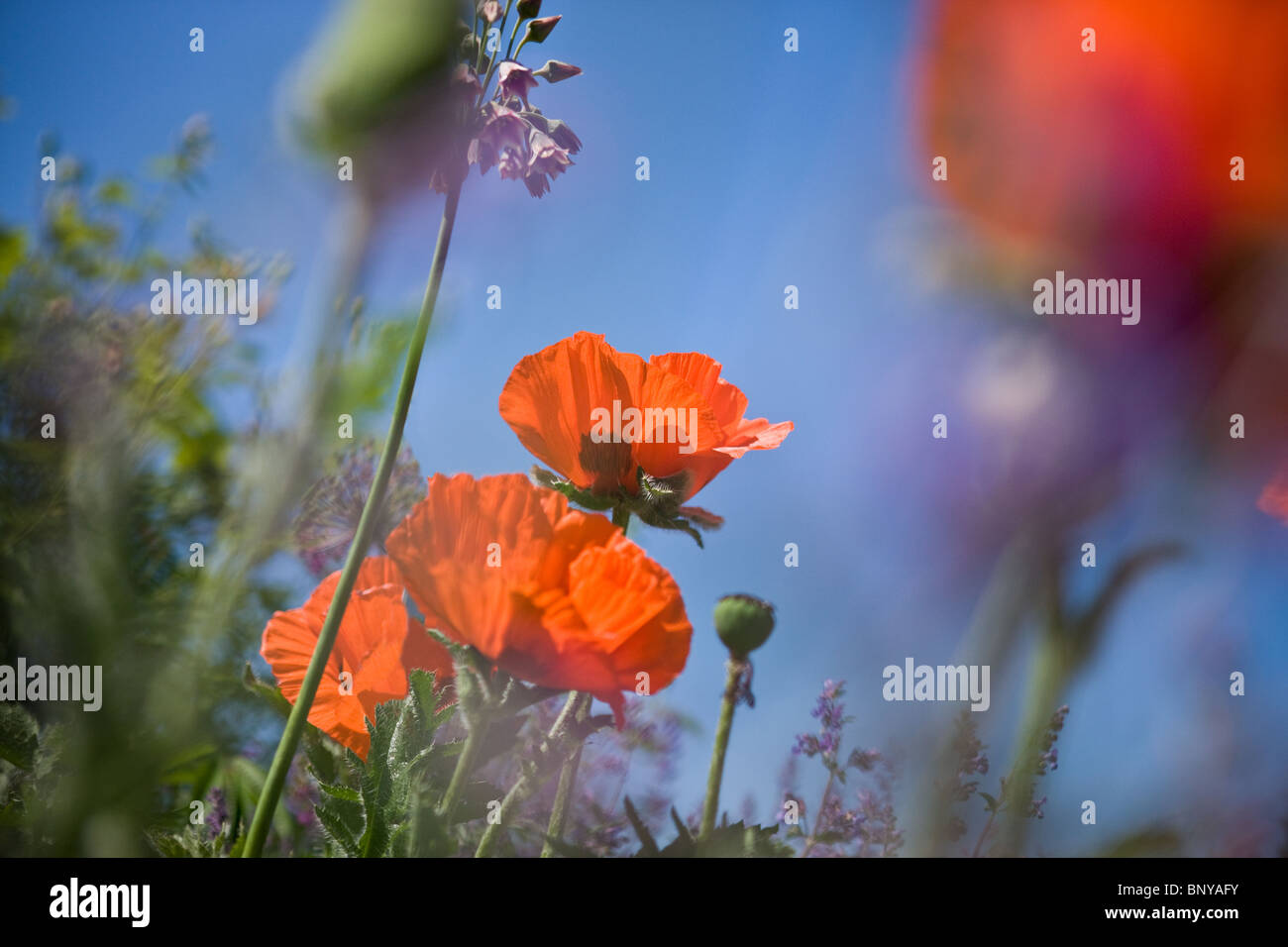Red oriental poppies and lavender Stock Photo