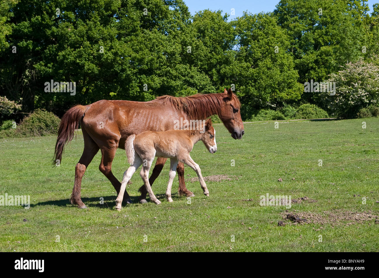 Wild New Forest Pony and Foal grazing on the moorland in the New Forest, Hampshire, UK Stock Photo