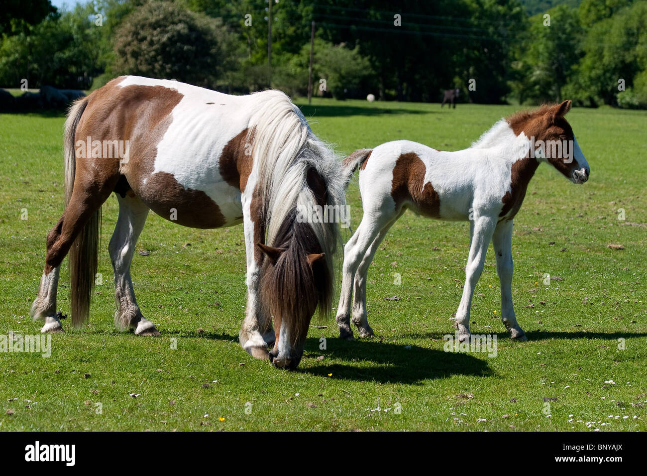Brown and White, Wild New Forest Ponies grazing on the moorland in the New Forest, Hampshire, UK Stock Photo