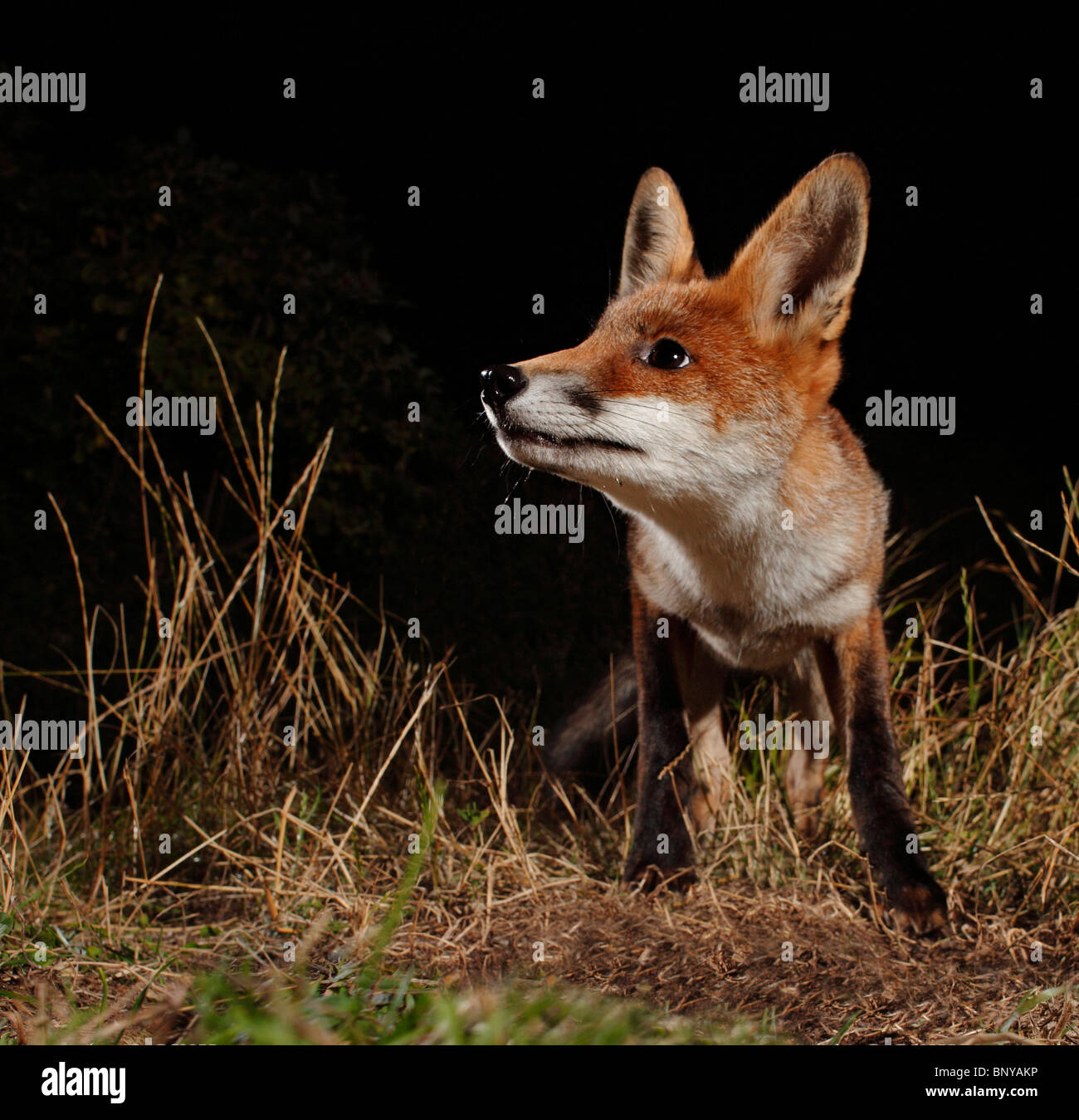 Red Fox cub. Stock Photo