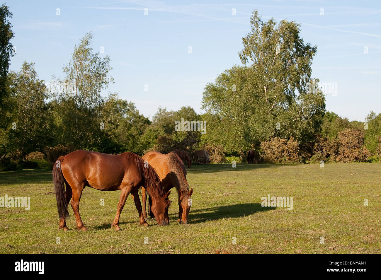 Wild New Forest Ponies grazing on the moorland in the New Forest, Hampshire, UK Stock Photo