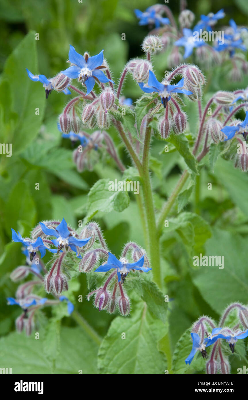 Borage or starflower a culinary and medicinal herb with striking blue