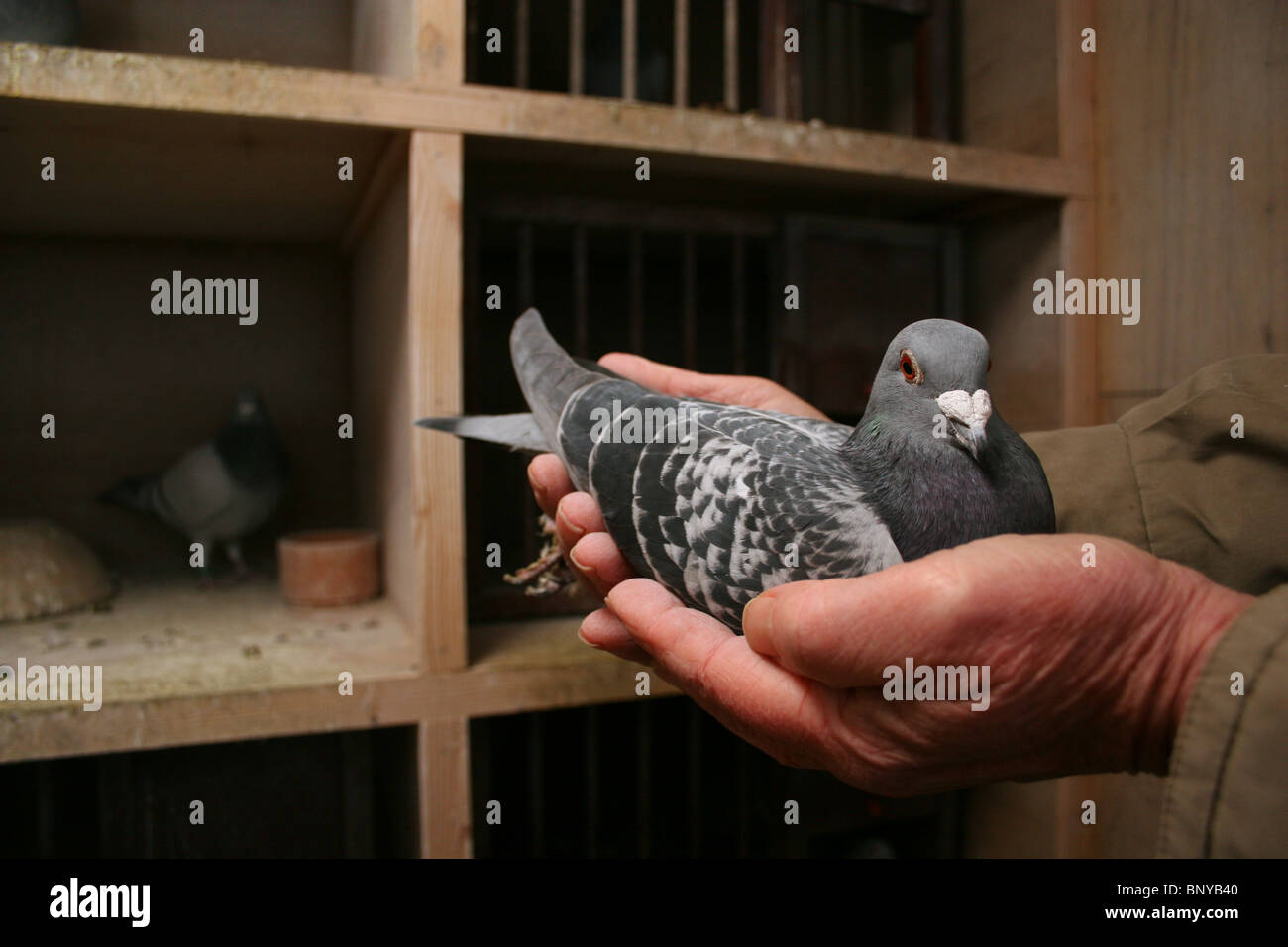 Racing pigeon being handled in loft, Rutland, UK Stock Photo Alamy