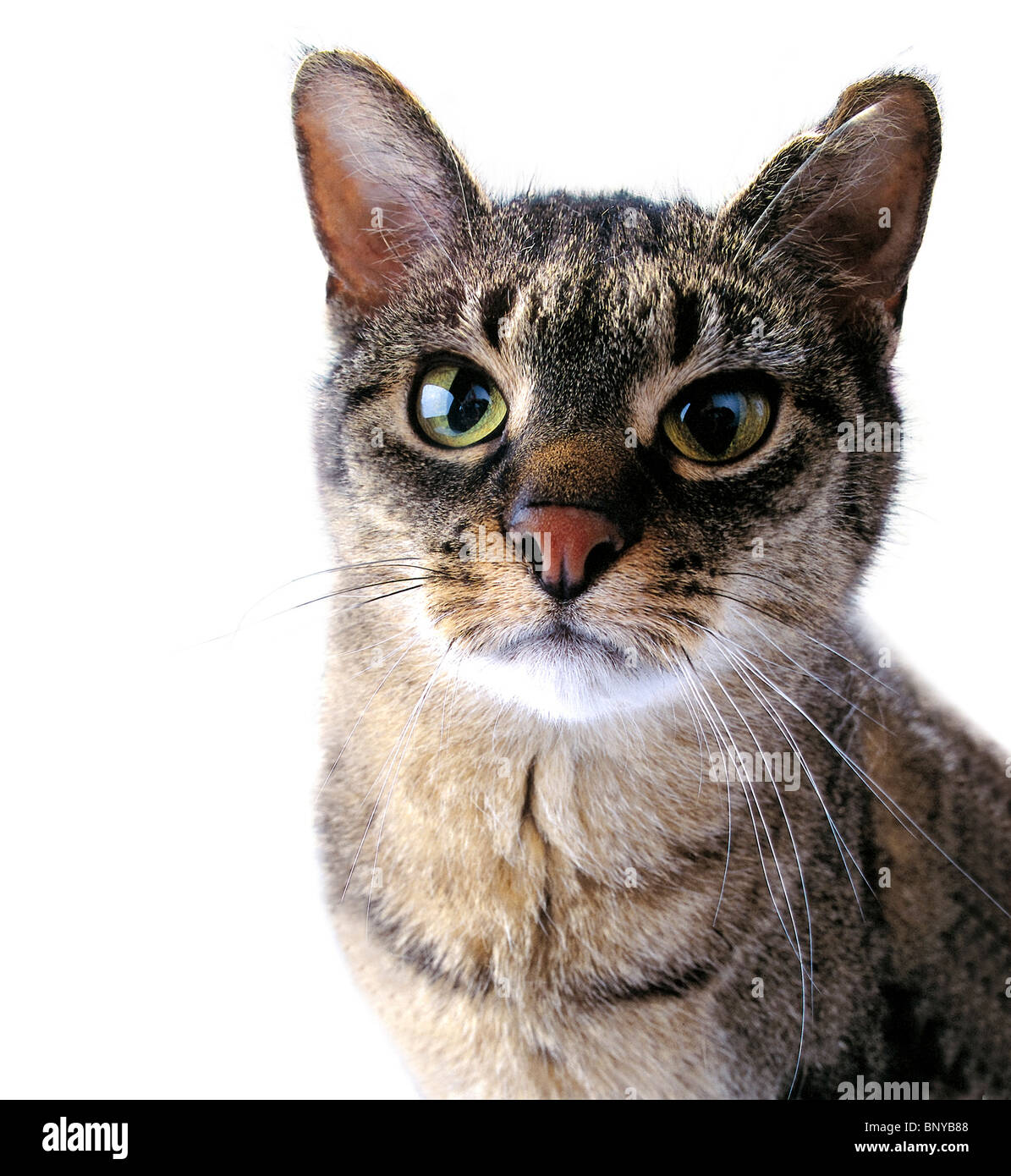 Adult tabby cat with a fixed look Stock Photo