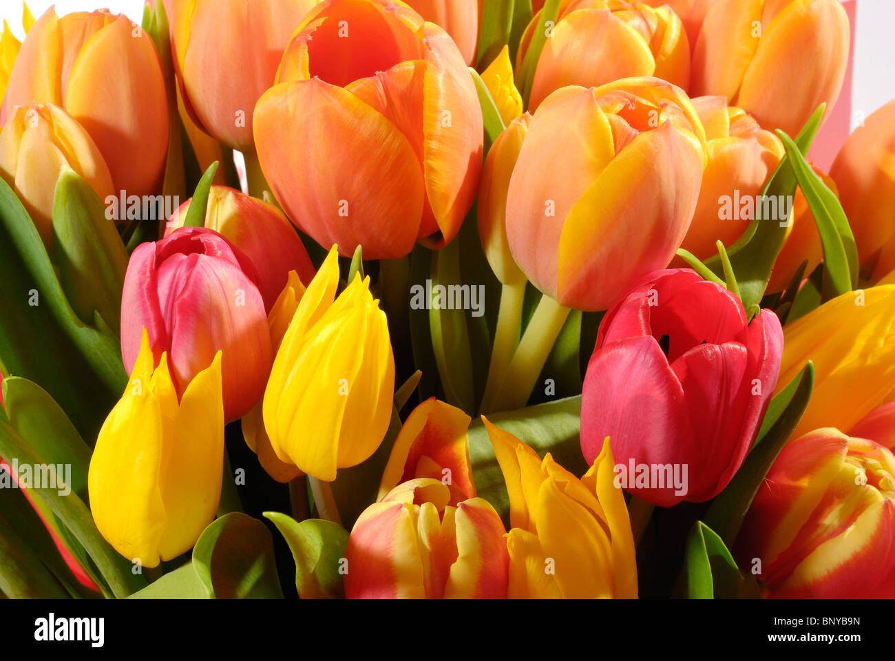 The bunch of buds of various colors of tulip Stock Photo