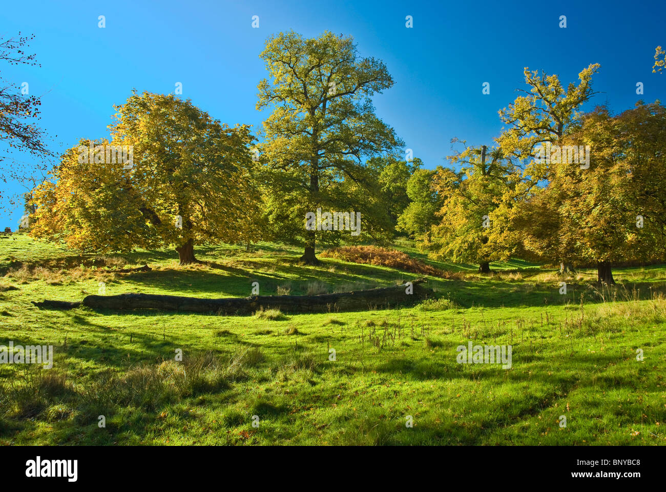 The English trees in early Waless autumn Stock Photo