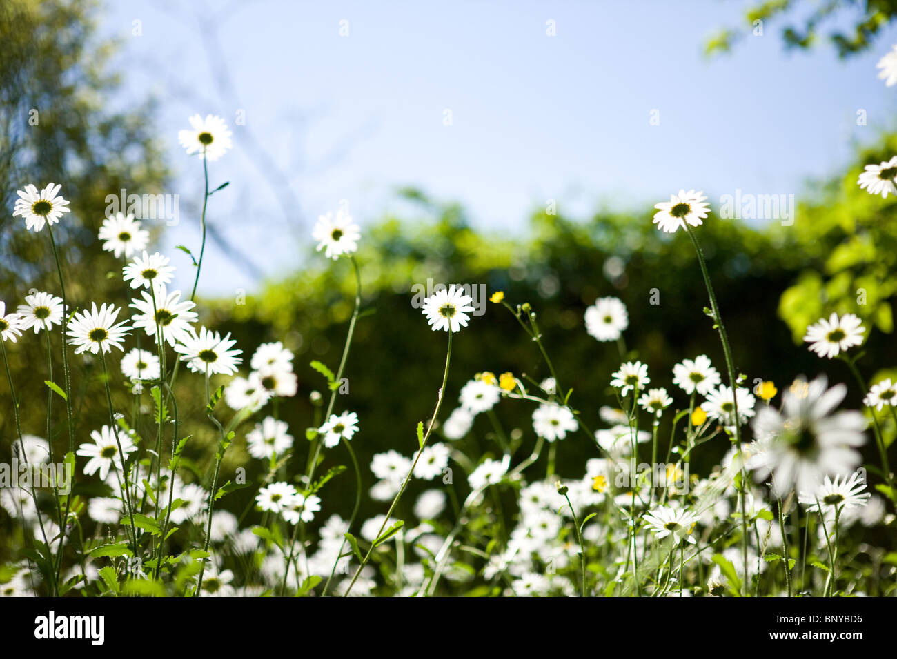 Oxeye daisies growing wild Stock Photo Alamy