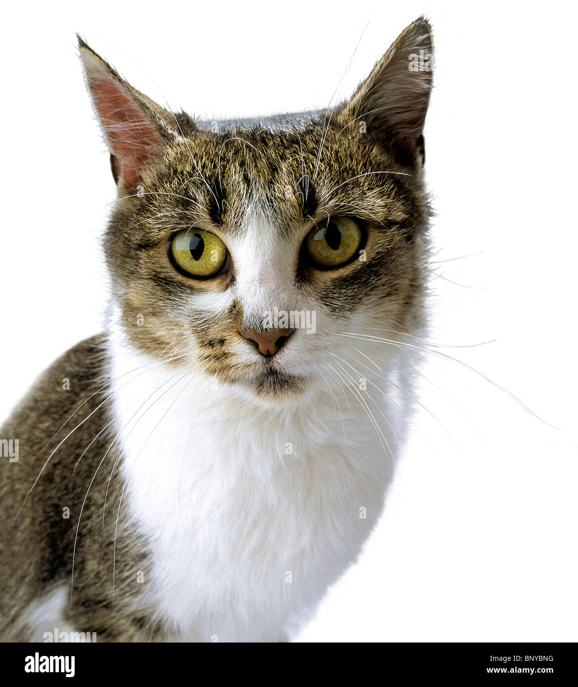 Adult tabby cat with a fixed look Stock Photo