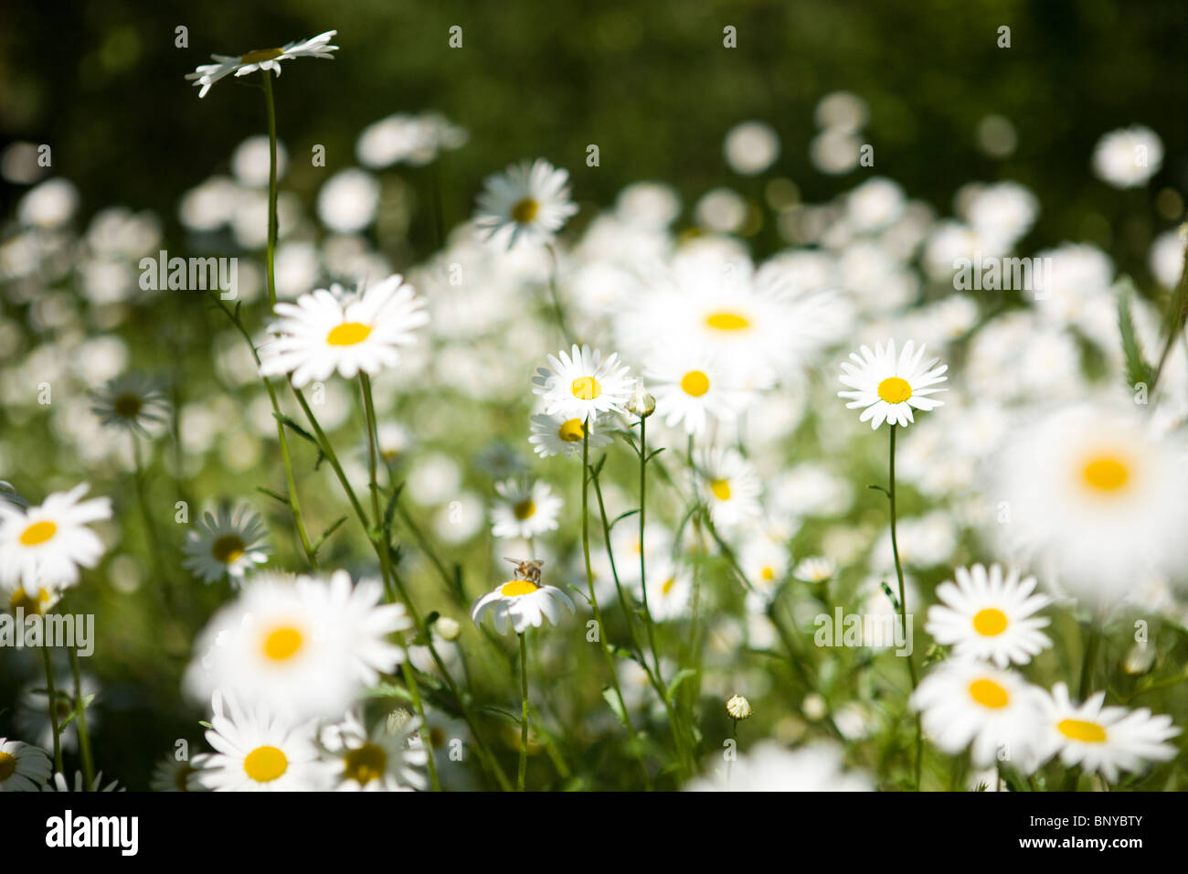 Oxeye daisies growing wild Stock Photo Alamy