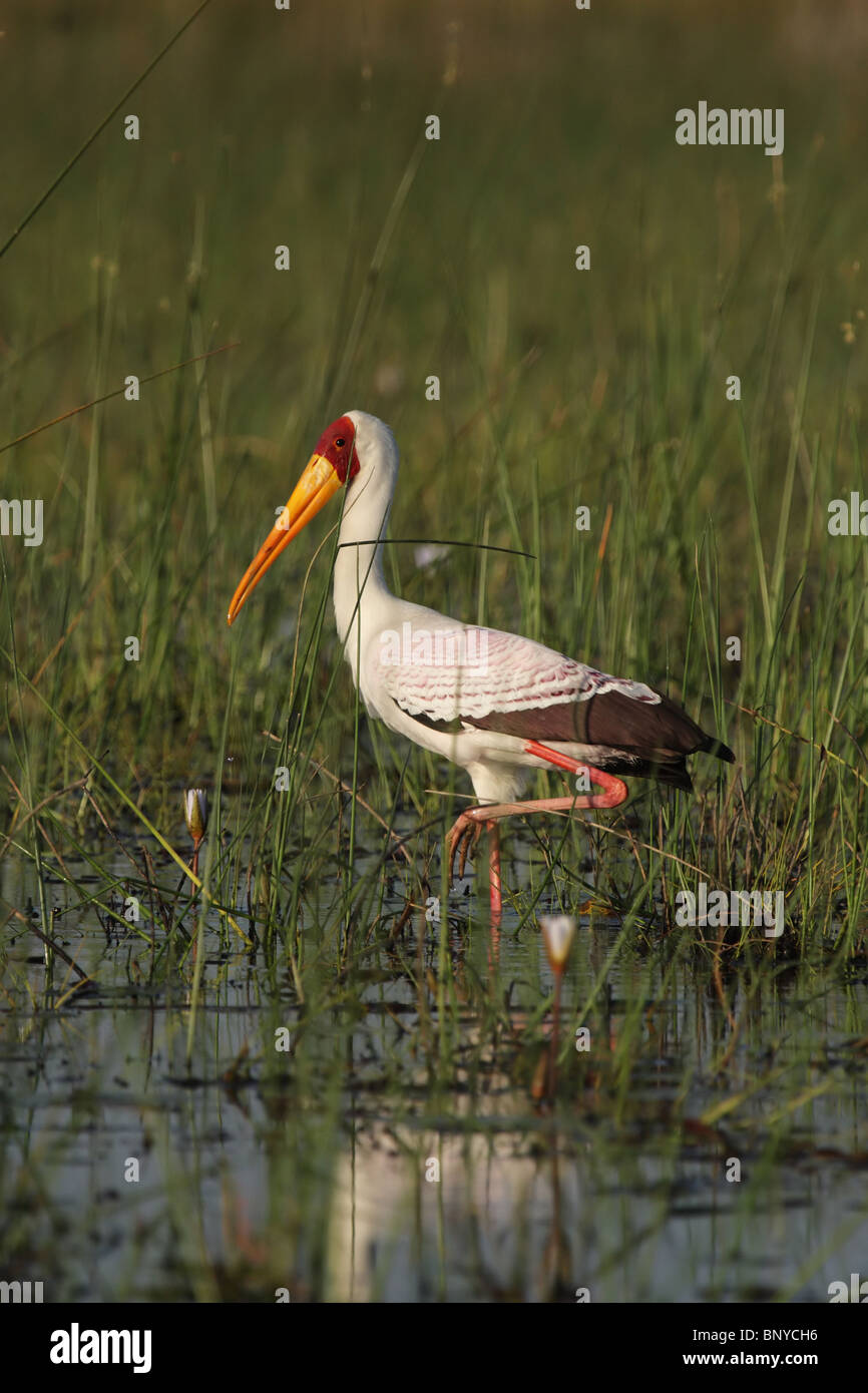 Yellow-billed Stork (Mycteria ibis) in the shallow water of the Okavango Delta, Botswana. Stock Photo