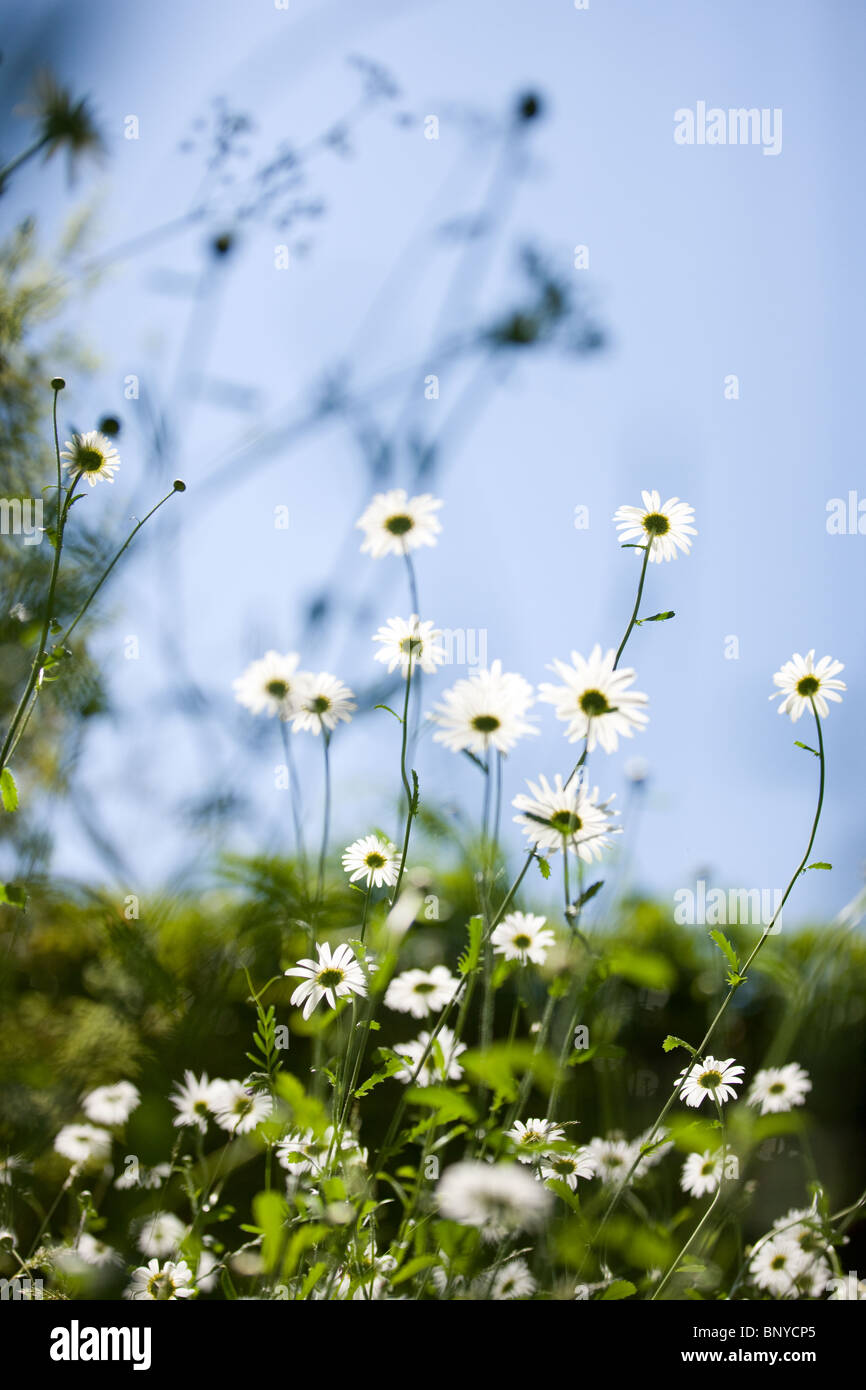 Oxeye daisies growing wild Stock Photo Alamy
