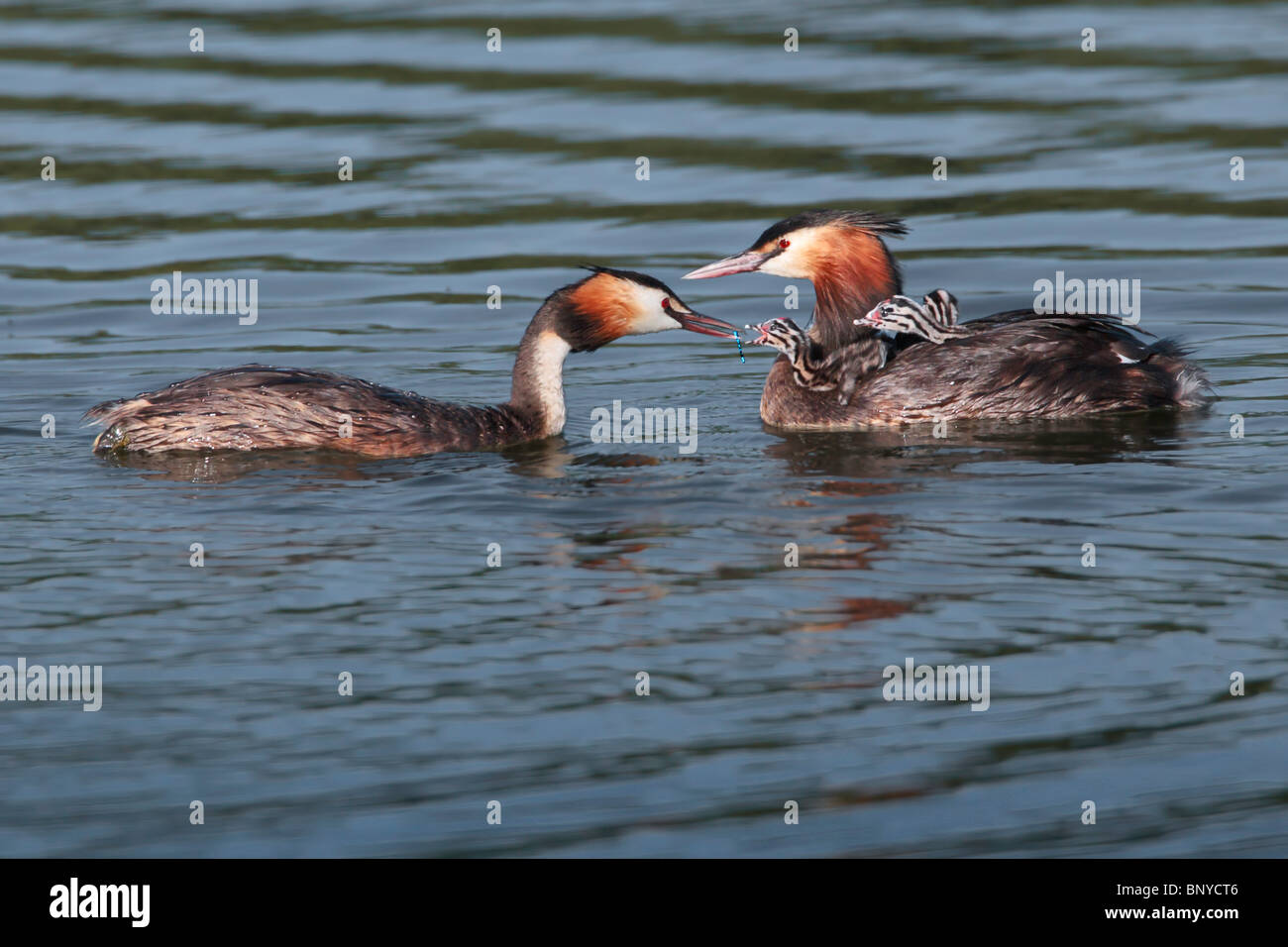 Great Crested Grebes feeding their chicks Stock Photo