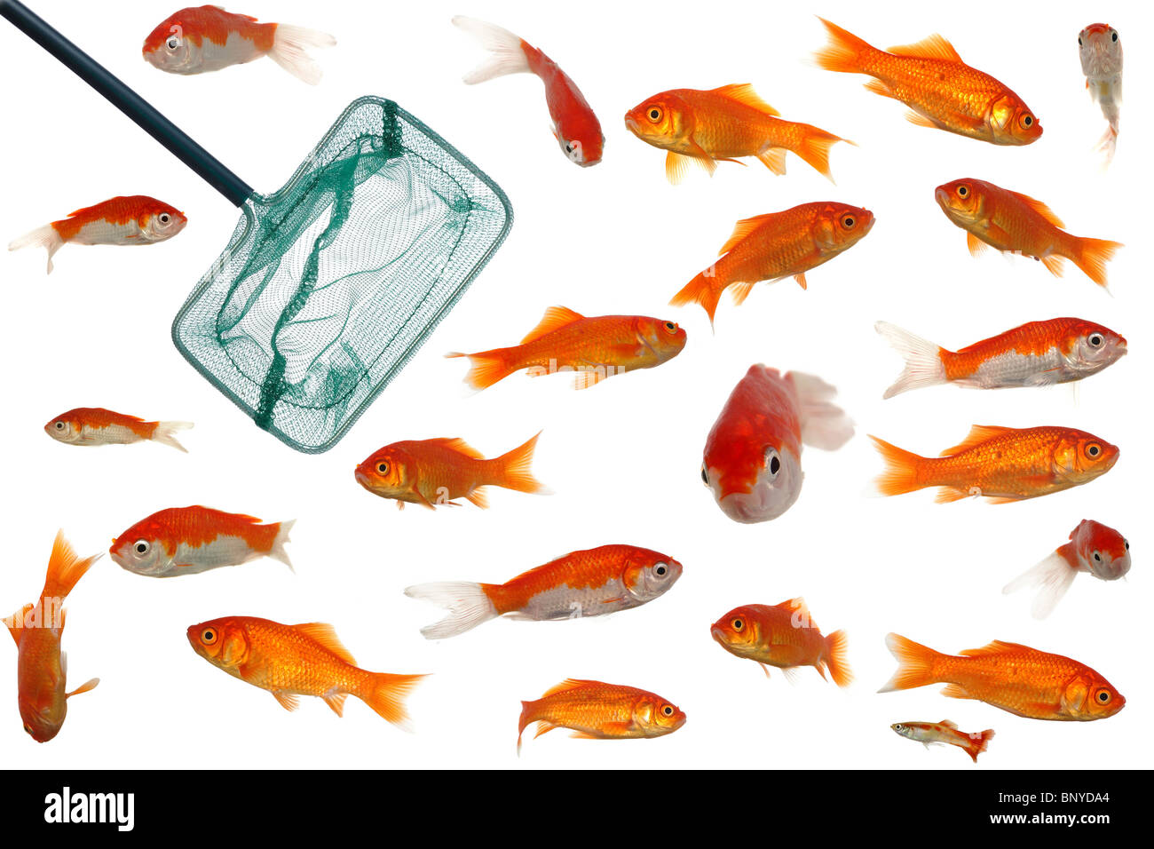 Fishing net is in an aquarium full of goldfish. Isolated on a clean white background. Stock Photo
