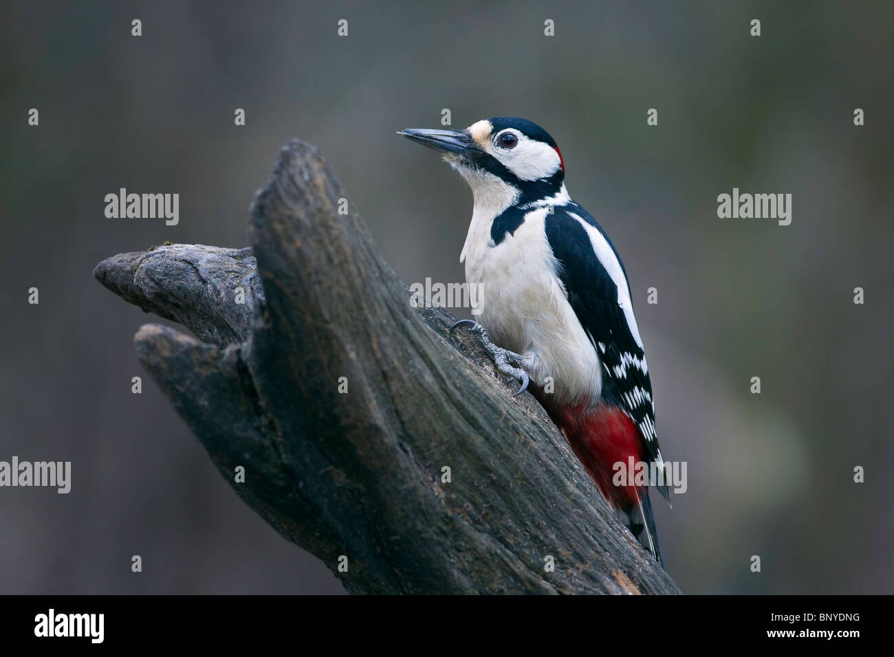 A Great Spotted Woodpecker perches on an old tree stump Stock Photo