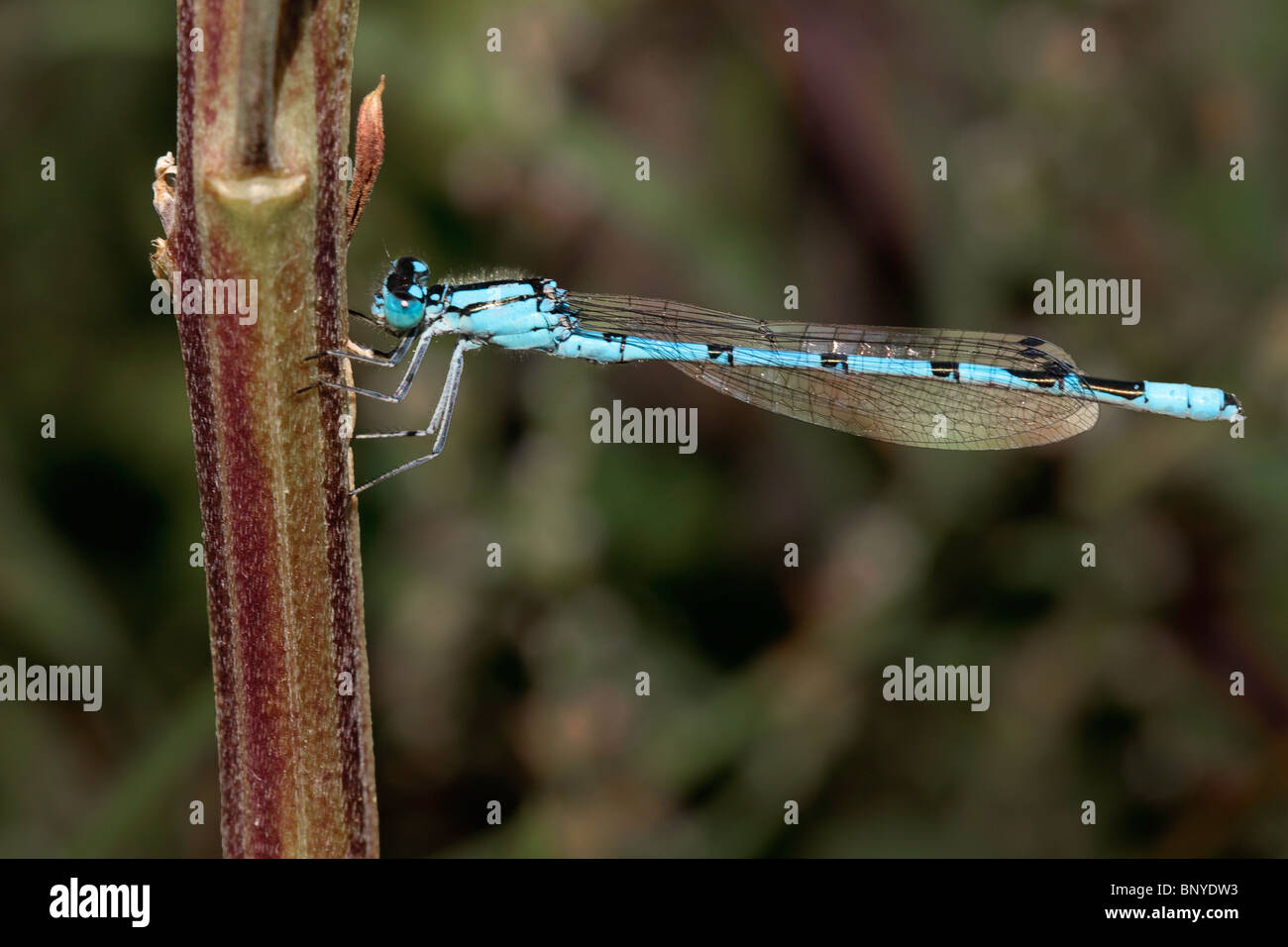 Common Blue Damsel Fly on a plant stem Stock Photo Alamy