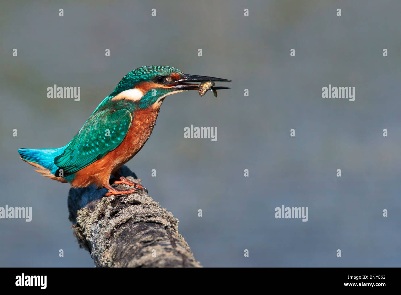 Kingfisher with a fish Stock Photo