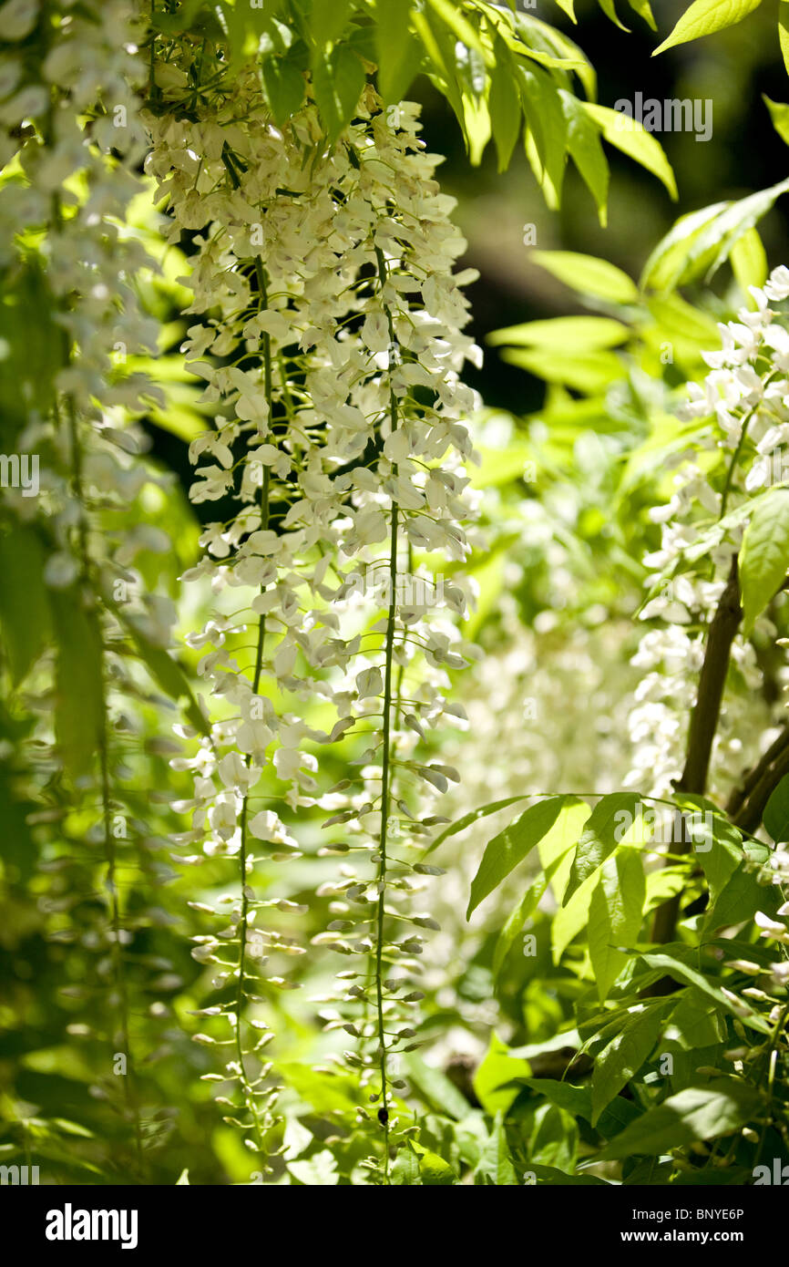 Wisteria sinensis alba hires stock photography and images Alamy