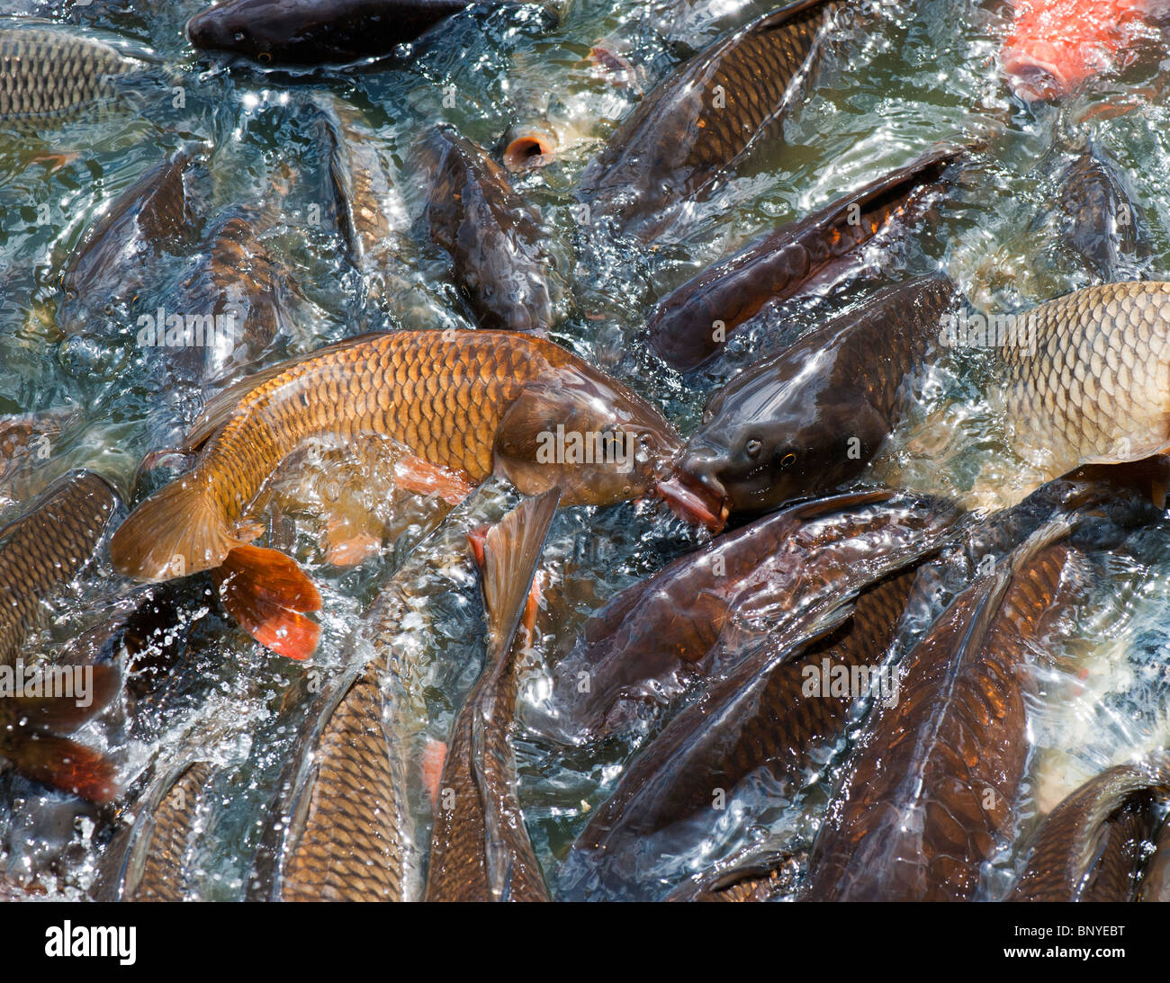 Cyprinus carpio. Swarming carp fish at the edge of a lake Stock Photo