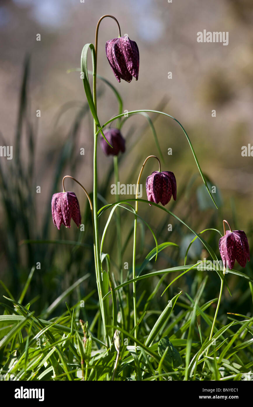 Purple Snakeshead fritillary native perennial spring flowers in country garden, Cornwall, England, UK Stock Photo