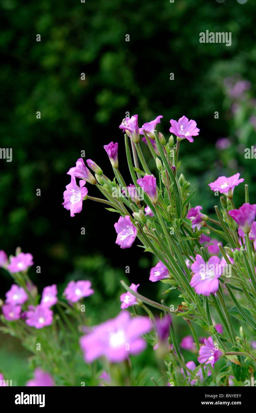 Great Willowherb, Epilobium hirsutum Stock Photo