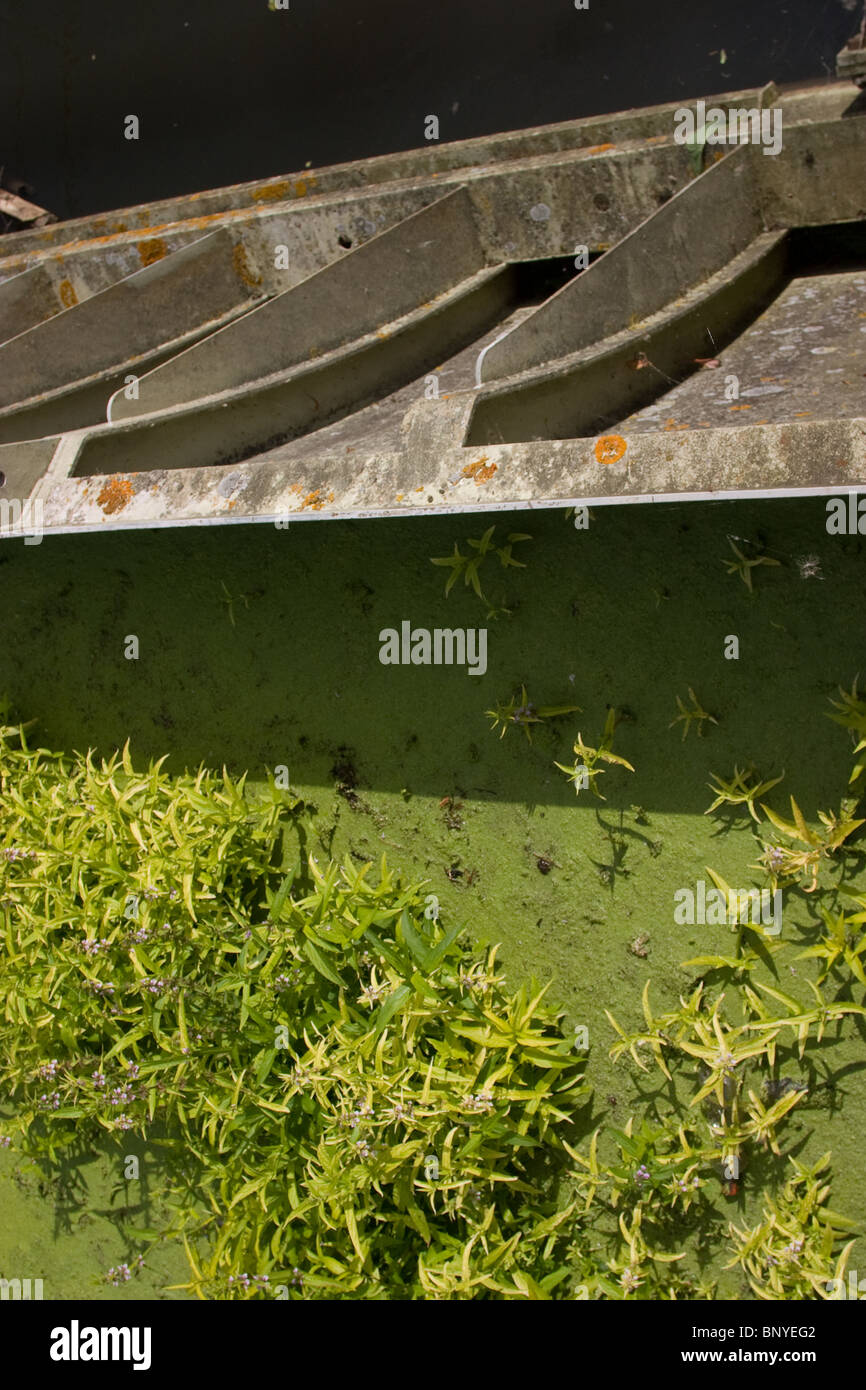 stagnant still water surface plants sluice gate Stock Photo - Alamy