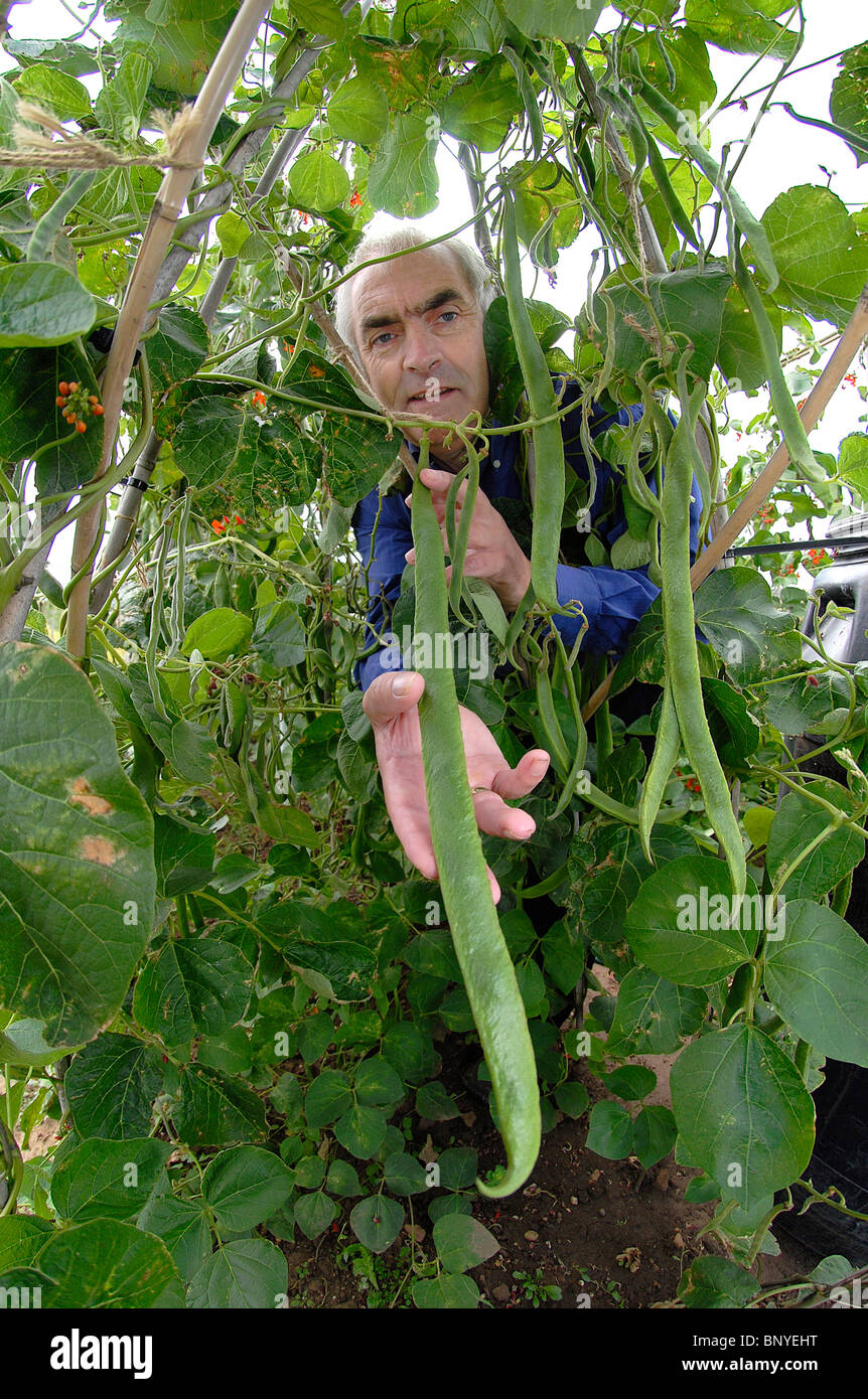 Clive Bevan at his allotment in Great Doddington, Northamptonshire, with his giant runner beans Stock Photo