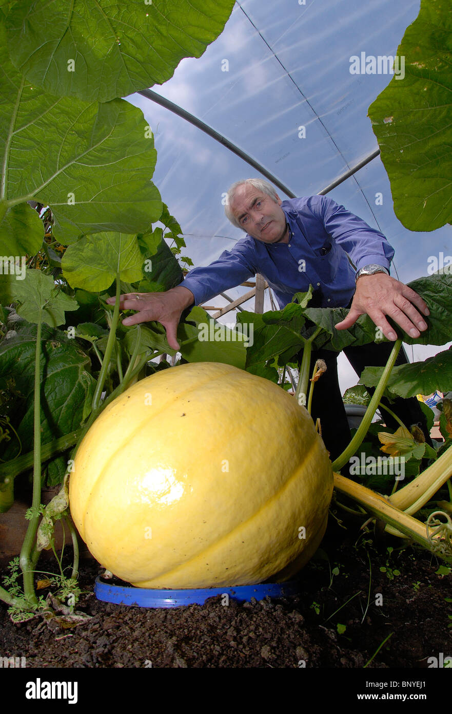 Clive Bevan at his allotment in Great Doddington, Northamptonshire, with a giant pumpkin, 1-08-2008. Stock Photo