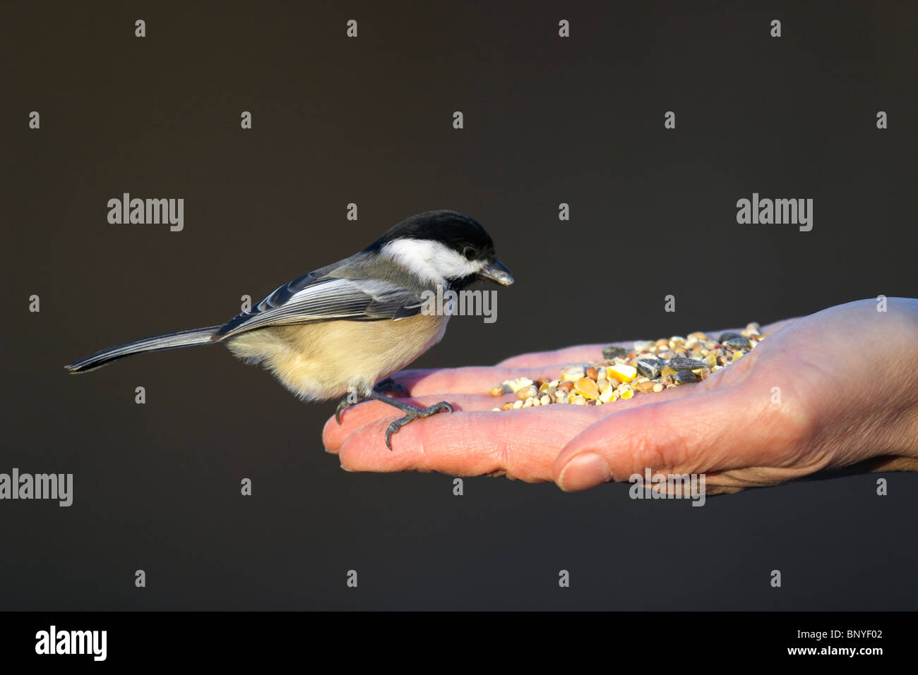Black-capped Chickadee Being Hand Fed Stock Photo
