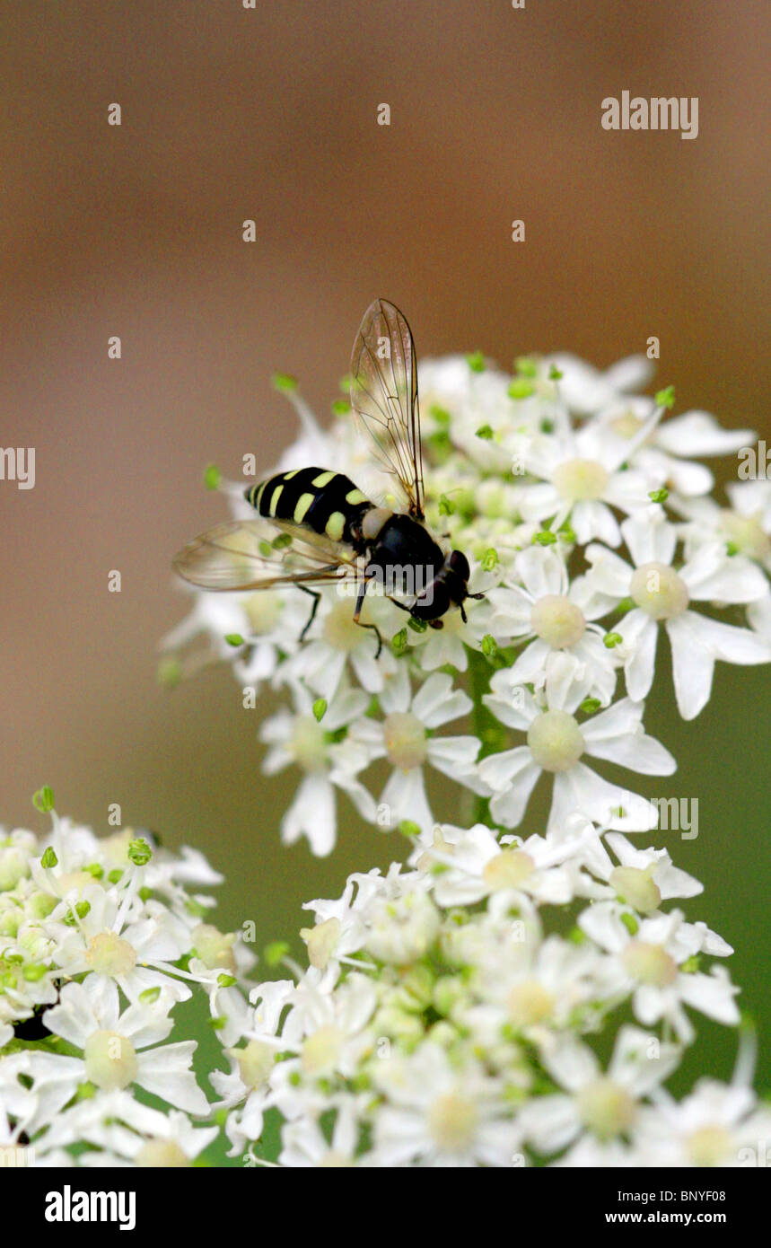 Hoverfly, Eupeodes corollae, Syrphidae, Diptera. Syn. Eupeodes consisto, Musca consisto, Syrphus corollae. Stock Photo