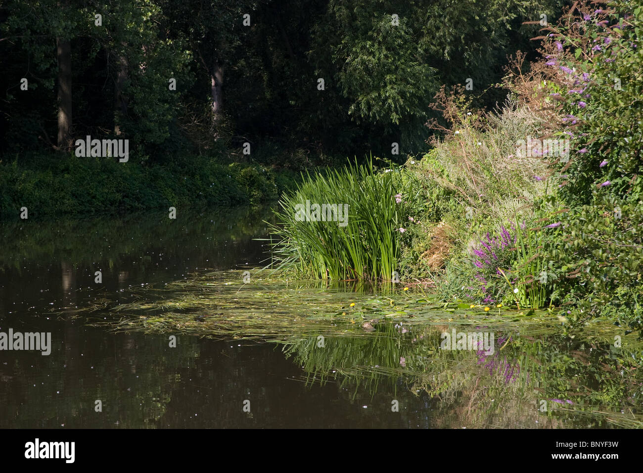 River bank plants hi-res stock photography and images - Alamy