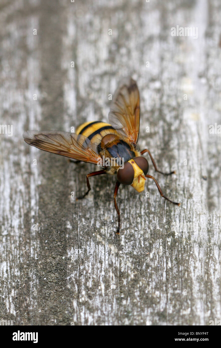 Black and yellow winged insect uk hires stock photography and images
