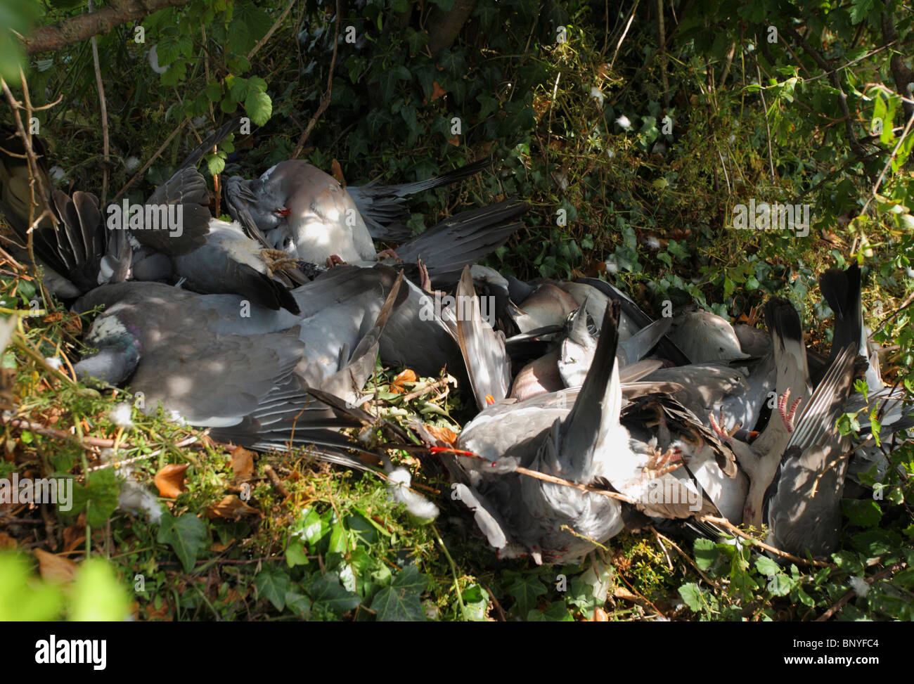 Dead pigeons freshly shot with a shotgun. Stock Photo