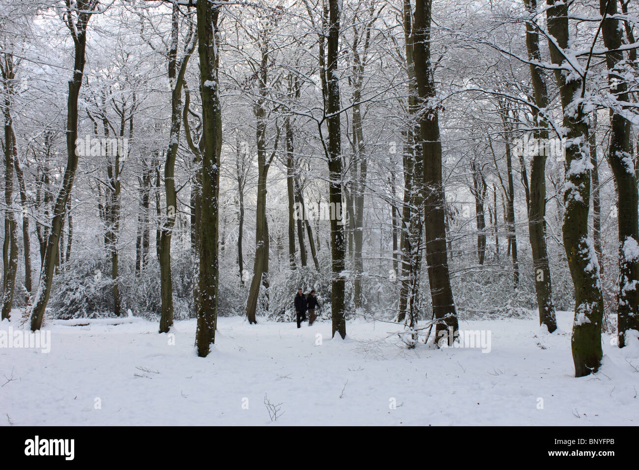 Woodland scene in winter with thick snow at New Copse, Sonning Common with two figures amongst trees, Oxfordshire, England, UK Stock Photo