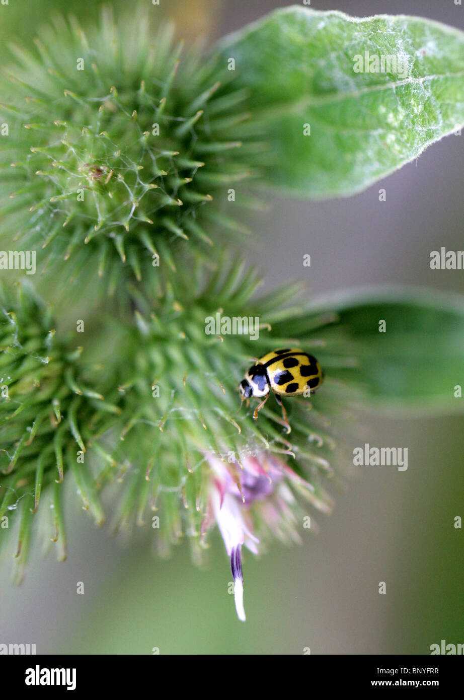 Yellow 14-Spot Ladybird, Propylea quatuordecimpunctata, aka Propylea 14-punctata, Coccinellidae on a Burdock Flower Stock Photo