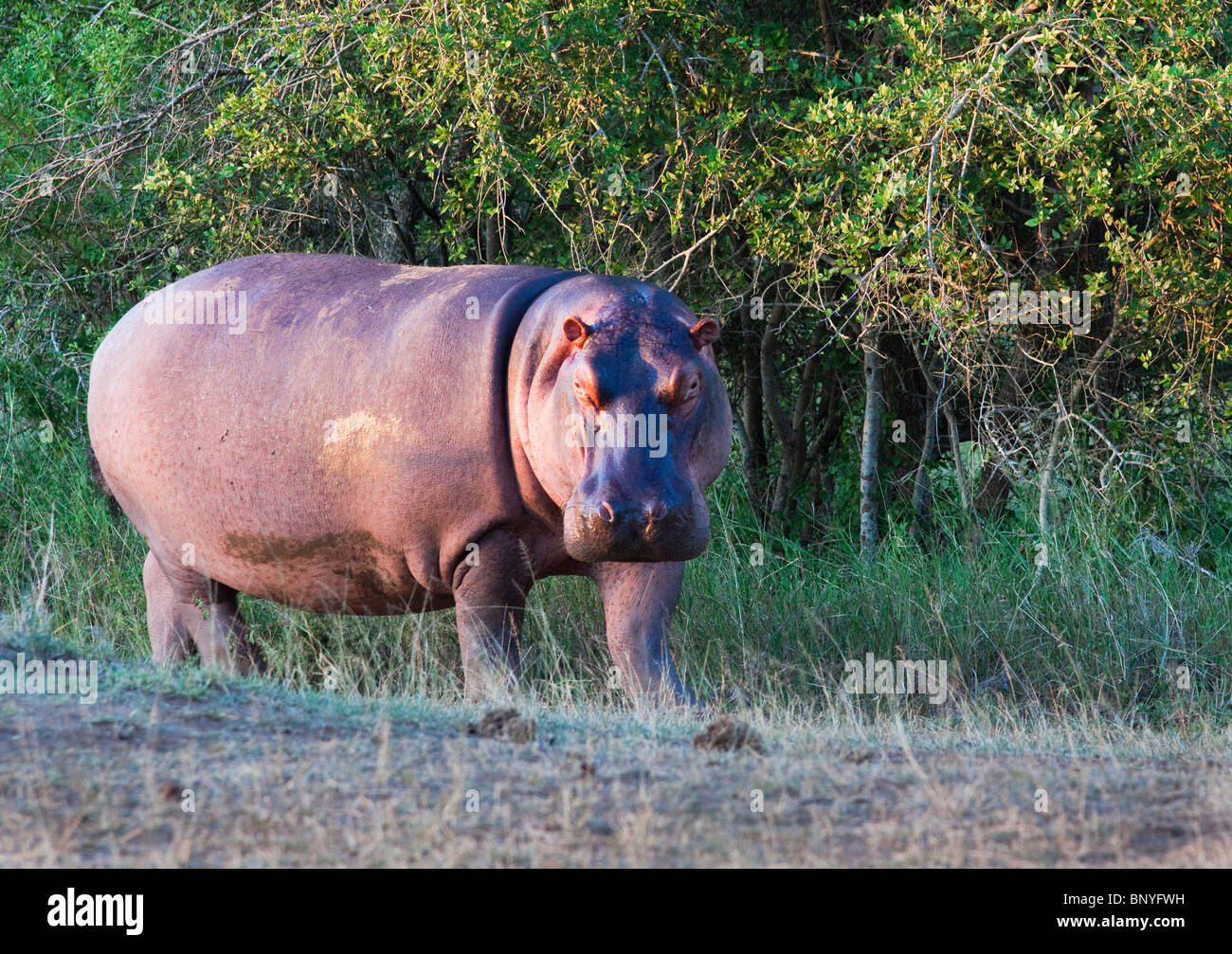 Hippo, Hippopotamus amphibius, Hlane Royal National Park, Swaziland, Africa Stock Photo