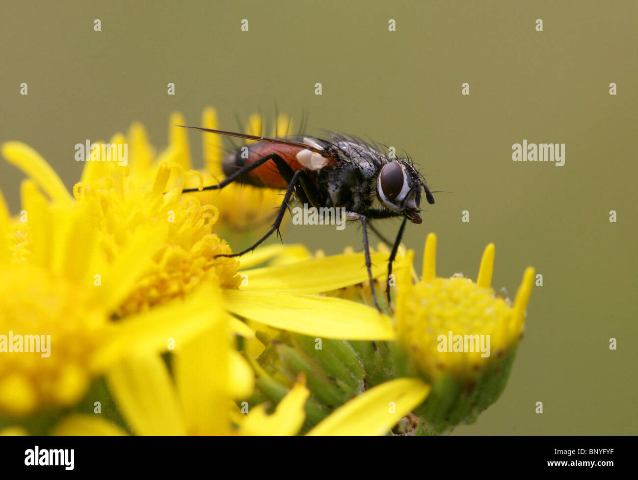Parasite Fly, Eriothrix rufomaculata, Tachinidae, Diptera on Ragwort Stock Photo