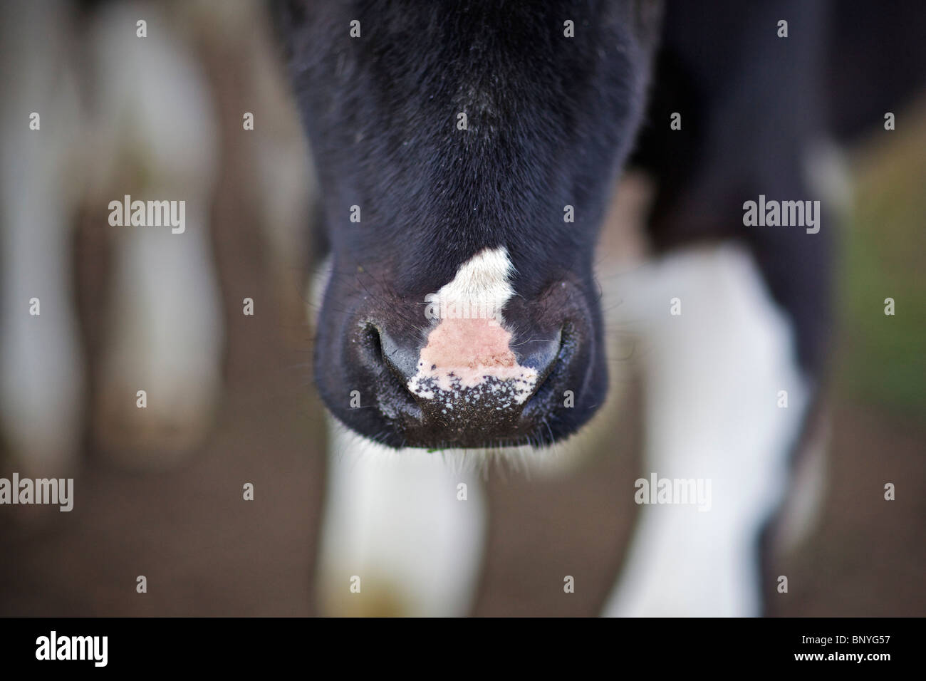 Holstein Friesian dairy cow Stock Photo - Alamy