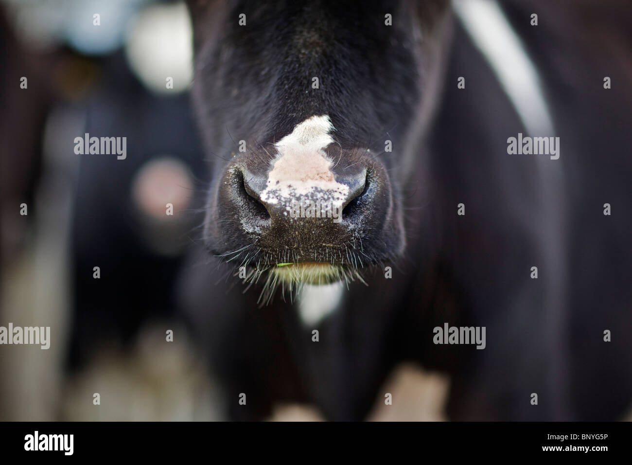 Holstein Friesian dairy cow Stock Photo - Alamy