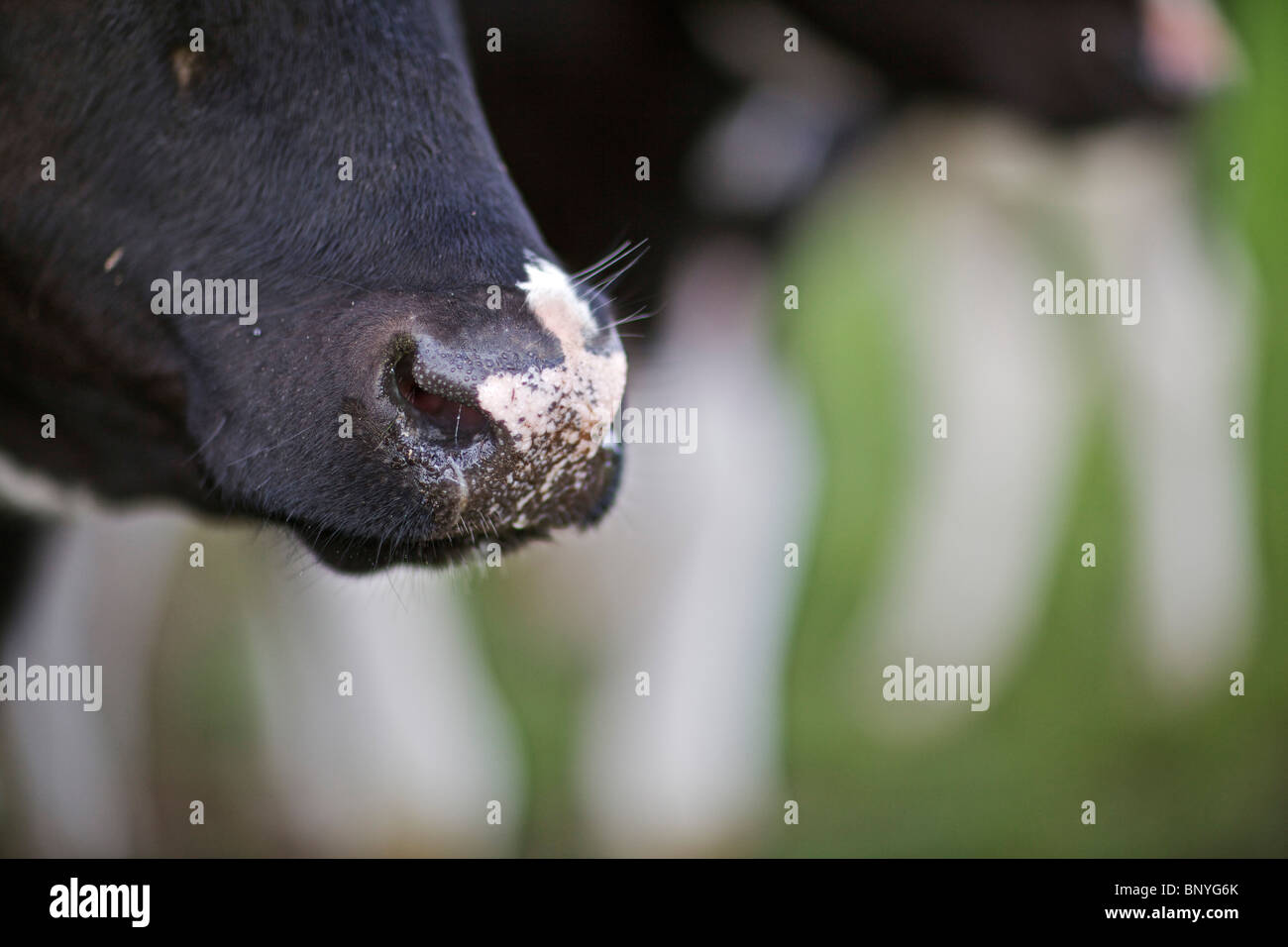Holstein Friesian dairy cow Stock Photo - Alamy