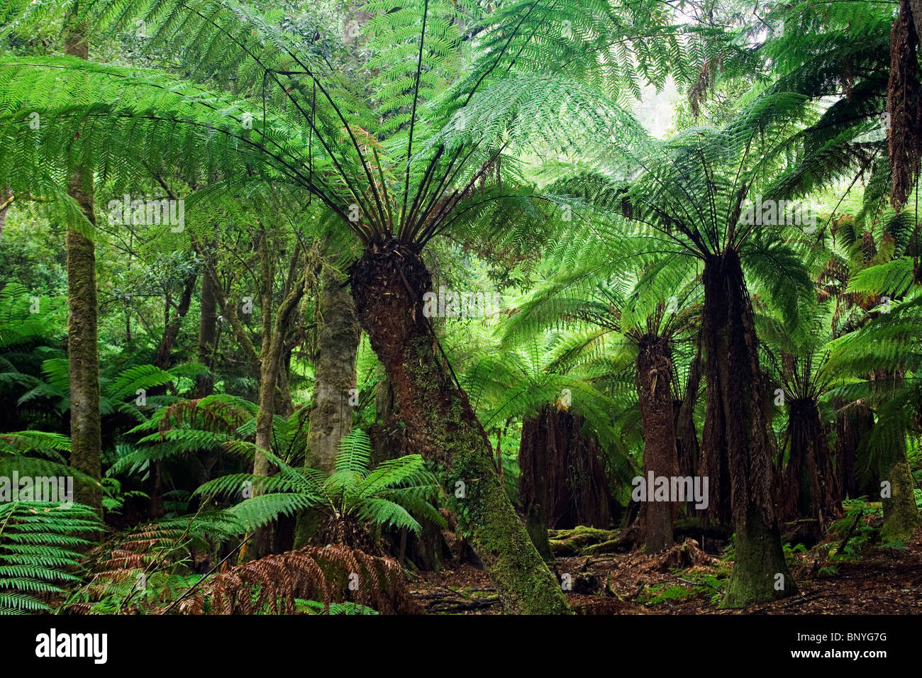 Fern forest in Mt Field National Park, Tasmania, AUSTRALIA Stock Photo