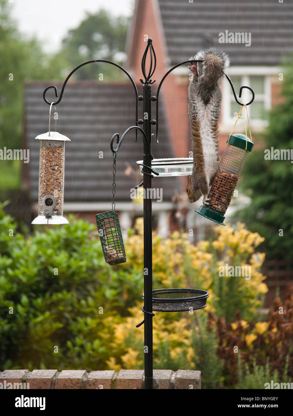 Grey Squirrel Hanging Upsidedown On A Garden Bird Feeder Stock