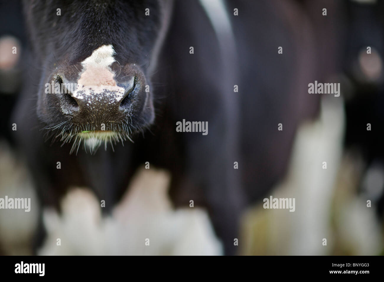 Holstein Friesian dairy cow Stock Photo - Alamy